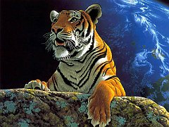 Animals - Tiger Wallpapers - 0.2 Wallpaper 1024x768